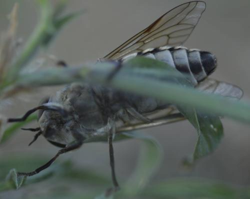 Tabanus rectus